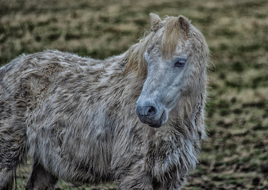 Image d'un cheval hirsute, signe d'un syndrome de Cushing