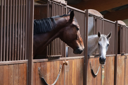Les bases d’une alimentation équilibrée pour votre cheval