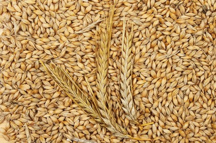 Les céréales dans l'alimentation du cheval sont-elles bonnes ?