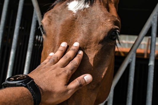 Gros plan sur une main qui caresse la tête d'un cheval avec bienveillance
