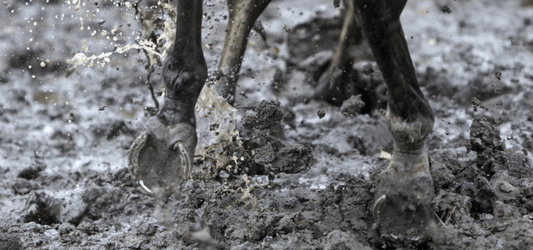 La gale de boue chez le cheval : causes, symptômes, traitements et prévention