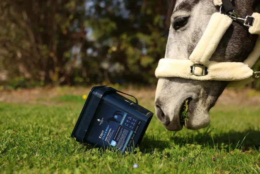 L'ulcère gastrique chez le cheval : causes, symptômes, prévention et solutions naturelles