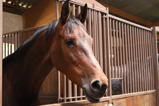 Les Coliques chez le cheval