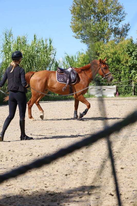 Les articulations du cheval : anatomie, pathologies et solutions naturelles pour préserver la mobilité