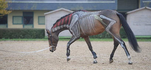 Carence Calcium chez le Cheval Causes, Symptômes et Solutions