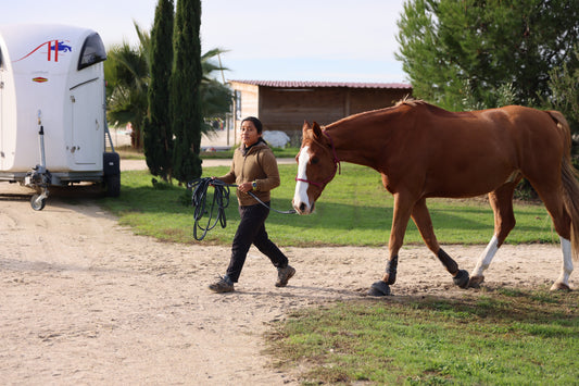 La diarrhée chez le cheval : causes, symptômes et solutions naturelles