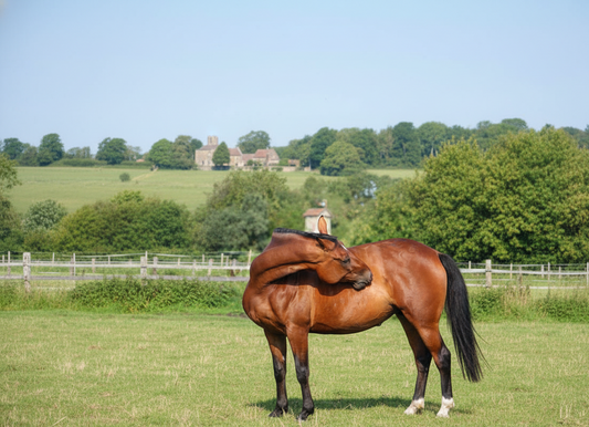 Maladies de peau chez le cheval : reconnaitre, comprendre et traiter naturellement